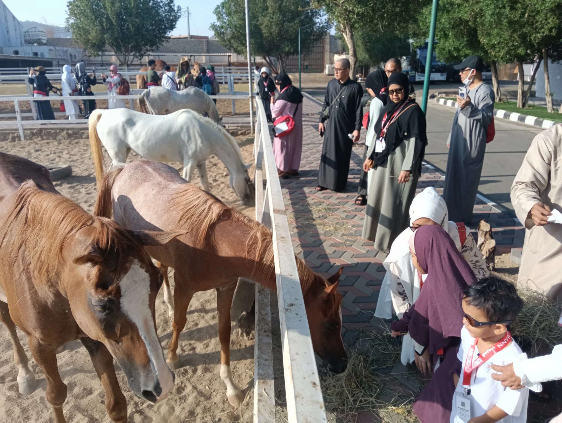 Wadi D Fajr