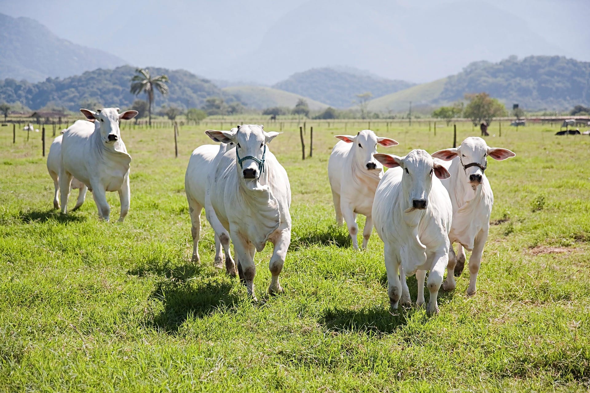 Qurban Cow